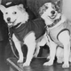 Image for article titled The First Animals In Space